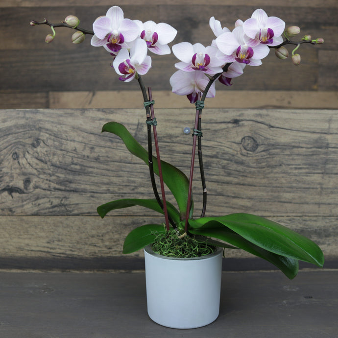 Mini Purple Orchid