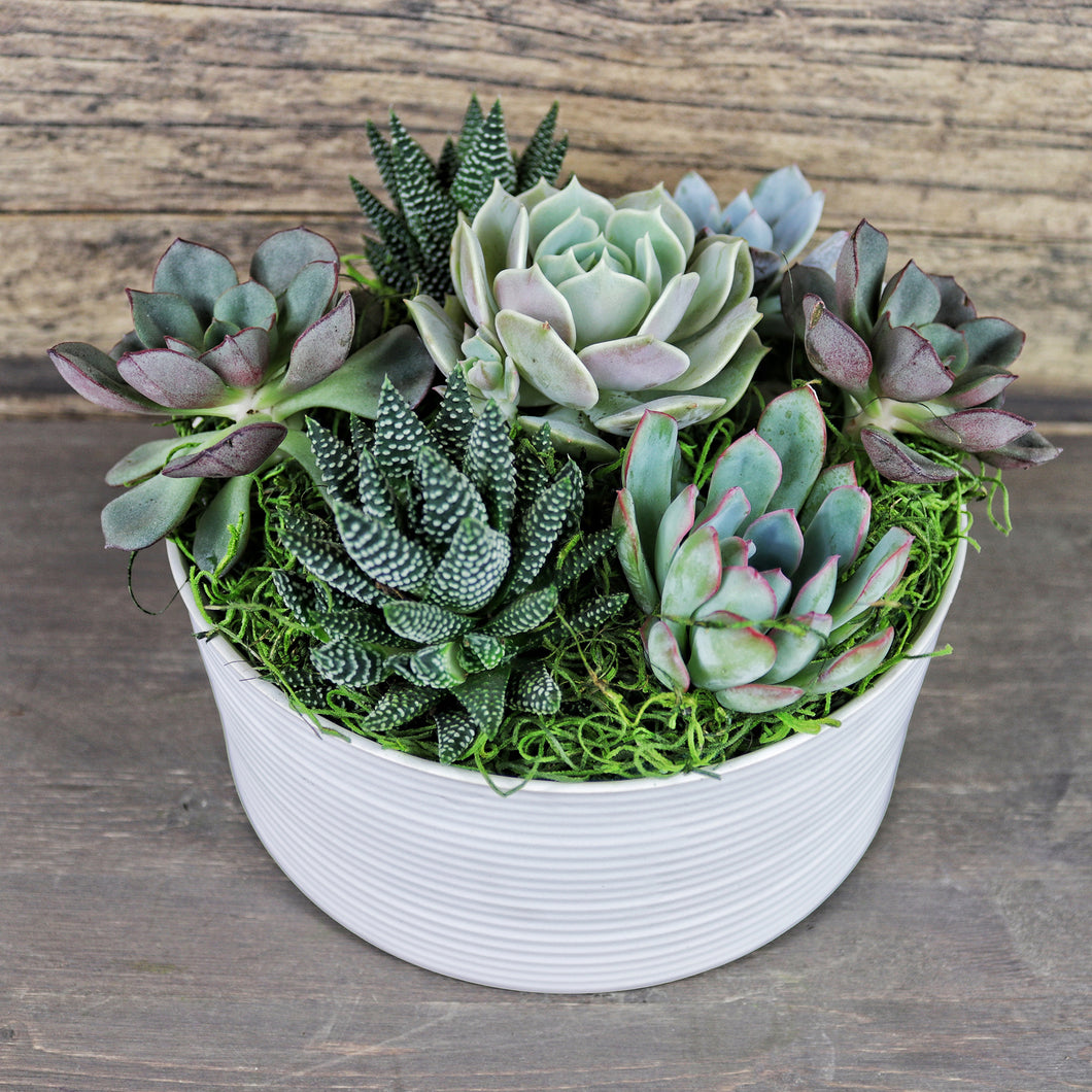 Succulent Arrangement