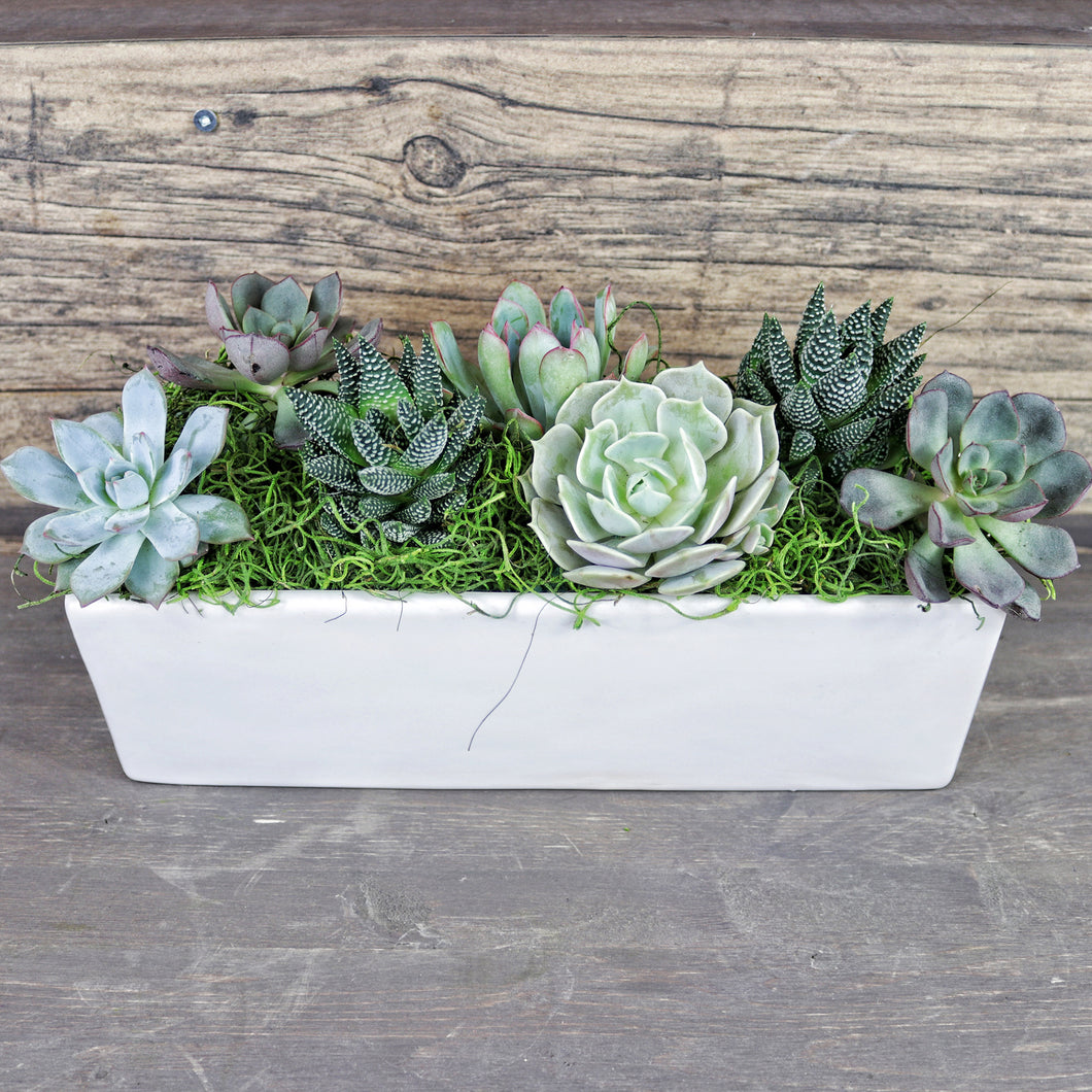 Mixed Succulent Arrangement in White Vase