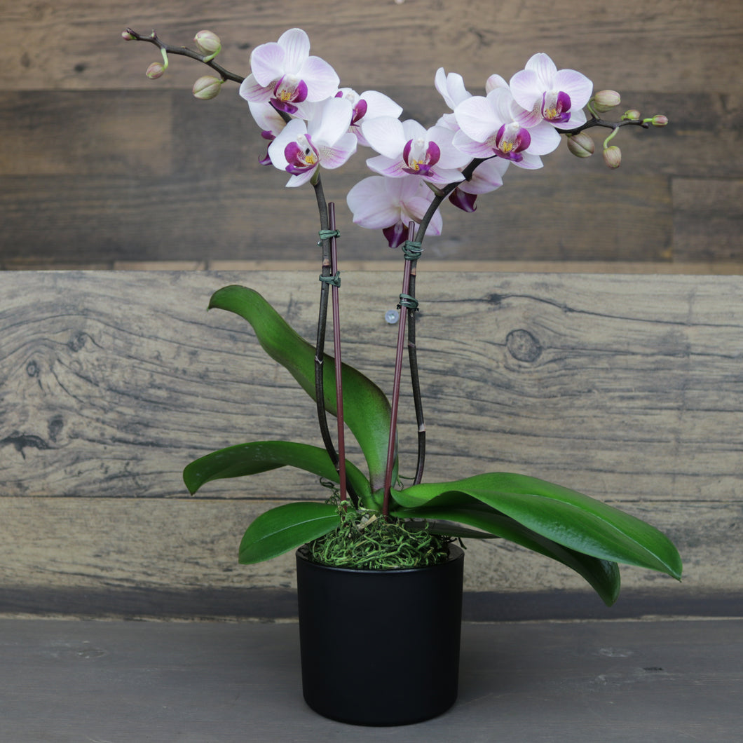 Mini Purple Orchid