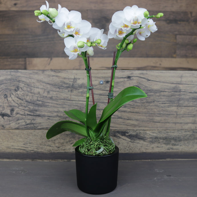 Mini White Orchid