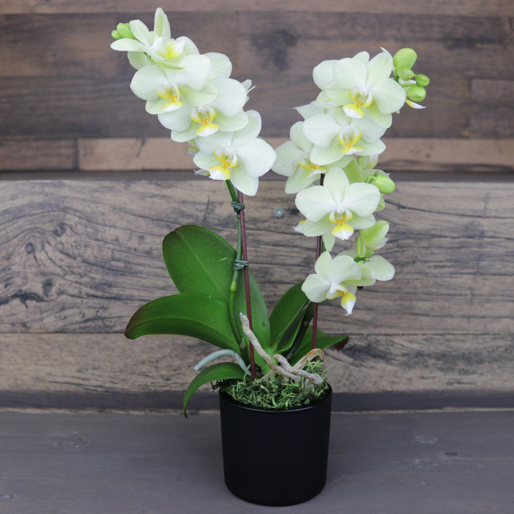 Mini Green Orchid